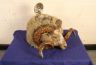 IMG1977b.jpg